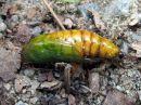 Cucullia_absinthii_pupa_malikaapuyokkonen_kotelo_IMG_5556.JPG