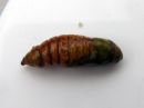 Cucullia_absinthii_pupa_malikaapuyokkonen_kotelo_IMG_5557.JPG