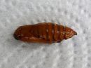 Cucullia_chamomillae_pupa_kevatkaapuyokkonen_kotelo_IMG_2858.JPG