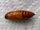 Cucullia_chamomillae_pupa_kevatkaapuyokkonen_kotelo_IMG_2859.JPG