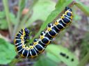 Cucullia_lactucae_larva_savukaapuyokkonen_toukka_IMG_1591.JPG