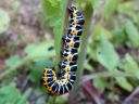 Cucullia_lactucae_larva_savukaapuyokkonen_toukka_IMG_1592.JPG