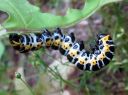 Cucullia_lactucae_larva_savukaapuyokkonen_toukka_IMG_1594.JPG