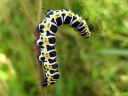 Cucullia_lactucae_larva_savukaapuyokkonen_toukka_IMG_1766.JPG