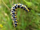 Cucullia_lactucae_larva_savukaapuyokkonen_toukka_IMG_1768.JPG