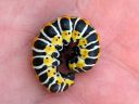 Cucullia_lactucae_larva_savukaapuyokkonen_toukka_IMG_1773.JPG