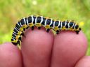 Cucullia_lactucae_larva_savukaapuyokkonen_toukka_IMG_1776.JPG