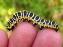 Cucullia_lactucae_larva_savukaapuyokkonen_toukka_IMG_1779.JPG