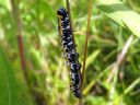 Cucullia_lactucae_larva_savukaapuyokkonen_toukka_IMG_1780.JPG