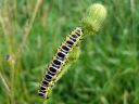 Cucullia_lactucae_larva_savukaapuyokkonen_toukka_IMG_1785.JPG