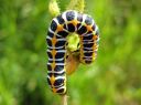 Cucullia_lactucae_larva_savukaapuyokkonen_toukka_IMG_1787.JPG