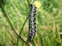 Cucullia_lactucae_larva_savukaapuyokkonen_toukka_IMG_1942.JPG