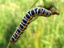 Cucullia_lactucae_larva_savukaapuyokkonen_toukka_IMG_1943.JPG