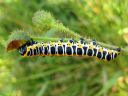 Cucullia_lactucae_larva_savukaapuyokkonen_toukka_IMG_1945.JPG