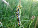 Cucullia_lactucae_larva_savukaapuyokkonen_toukka_IMG_2031.JPG