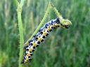 Cucullia_lactucae_larva_savukaapuyokkonen_toukka_IMG_2032.JPG