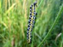 Cucullia_lactucae_larva_savukaapuyokkonen_toukka_IMG_2033.JPG