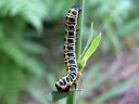 Cucullia_lactucae_larva_savukaapuyokkonen_toukka_IMG_2155.JPG