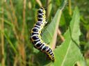 Cucullia_lactucae_larva_savukaapuyokkonen_toukka_IMG_2192.JPG