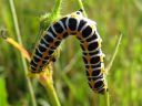 Cucullia_lactucae_larva_savukaapuyokkonen_toukka_IMG_2201.JPG