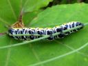 Cucullia_lactucae_larva_savukaapuyokkonen_toukka_IMG_2425.JPG