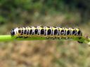 Cucullia_lactucae_larva_savukaapuyokkonen_toukka_IMG_6456.JPG