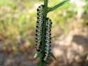 Cucullia_lactucae_larva_savukaapuyokkonen_toukka_IMG_7470.JPG