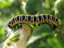 Cucullia_lactucae_larva_savukaapuyokkonen_toukka_IMG_7473.JPG