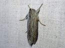 Tiedostonimi=Cucullia_umbratica_kellervakaapuyokkonen_IMG_1148.jpg
Tiedostokoko=99kt
Koko=600x450
Lisätty=10.01.2020 Cucullia_umbratica_kellervakaapuyokkonen_IMG_1148.jpg