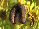 Cucullia_umbratica_larva_kellervakaapuyokkonen_toukka_IMG_1924.JPG