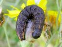 Cucullia_umbratica_larva_kellervakaapuyokkonen_toukka_IMG_1926.JPG