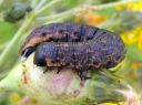 Cucullia_umbratica_larva_kellervakaapuyokkonen_toukka_IMG_1928.JPG