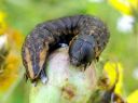 Cucullia_umbratica_larva_kellervakaapuyokkonen_toukka_IMG_1930.JPG