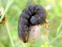 Cucullia_umbratica_larva_kellervakaapuyokkonen_toukka_IMG_1933.JPG