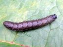 Cucullia_umbratica_larva_kellervakaapuyokkonen_toukka_IMG_4085.JPG