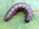 Cucullia_umbratica_larva_kellervakaapuyokkonen_toukka_IMG_4088.JPG