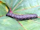 Cucullia_umbratica_larva_kellervakaapuyokkonen_toukka_IMG_4093.JPG