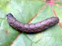 Cucullia_umbratica_larva_kellervakaapuyokkonen_toukka_IMG_4096.JPG