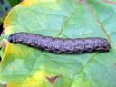 Cucullia_umbratica_larva_kellervakaapuyokkonen_toukka_IMG_4099.JPG