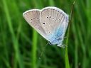 Cyaniris_semiargus_niittysinisiipi_IMG_0320.JPG