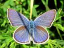 Cyaniris_semiargus_niittysinisiipi_IMG_0324.JPG