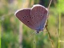 Cyaniris_semiargus_niittysinisiipi_IMG_2039.jpg