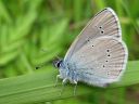 Tiedostonimi=Cyaniris_semiargus_niittysinisiipi_IMG_3374.jpg
Tiedostokoko=54kt
Koko=600x450
Lisätty=27.02.2011 Cyaniris_semiargus_niittysinisiipi_IMG_3374.jpg