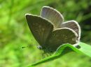 Cyaniris_semiargus_niittysinisiipi_IMG_4266.jpg