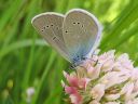 Cyaniris_semiargus_niittysinisiipi_IMG_5268.jpg