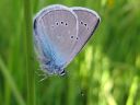 Cyaniris_semiargus_niittysinisiipi_IMG_5278.jpg