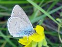 Tiedostonimi=Cyaniris_semiargus_niittysinisiipi_IMG_8474.jpg
Tiedostokoko=63kt
Koko=600x450
Lisätty=27.02.2011 Cyaniris_semiargus_niittysinisiipi_IMG_8474.jpg