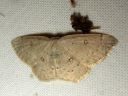 Cyclophora_albipunctata_female_koivuvyomittari_naaras_IMG_3685.JPG