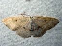 Cyclophora_albipunctata_female_koivuvyomittari_naaras_IMG_4472.JPG