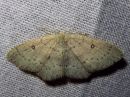 Cyclophora_albipunctata_female_koivuvyomittari_naaras_IMG_8050.jpg